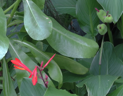 Flower and fruit