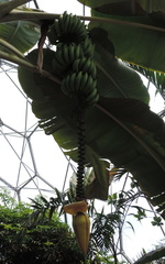 Banana flower