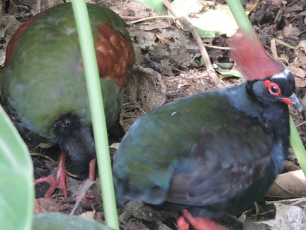 Birds