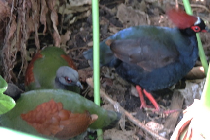 Birds