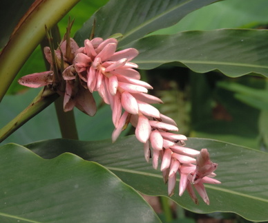 Drooping flower