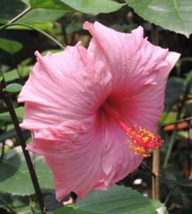 Pink flower