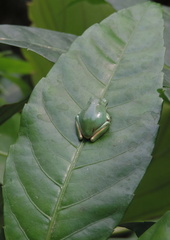 Tree frog