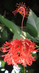 Pink flower