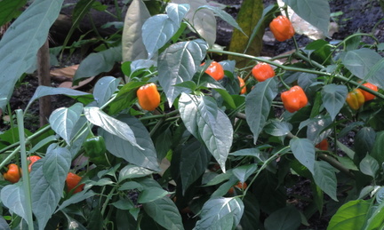 Red fruit