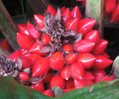 Spiky fruit