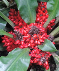 Spiky berries