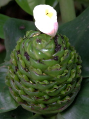 White flower