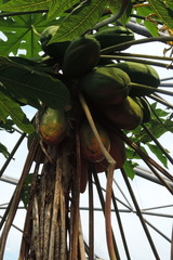 Cocoa pods