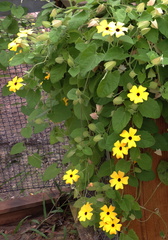 Yellow flowers