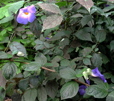 Purple flowers