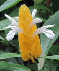Yellow flower
