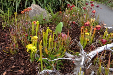 Pitcher plants