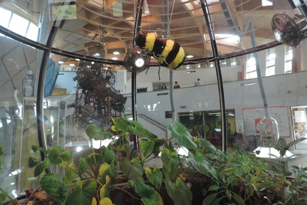 Bee