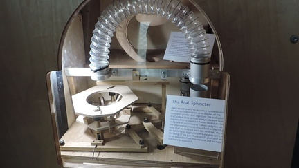 Anal sphincter