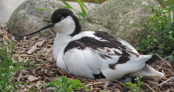 Avocet