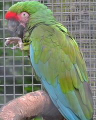 Parrot