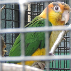 Parrot