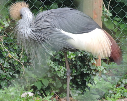 Long-legged bird