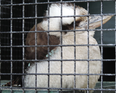 Kookaburra
