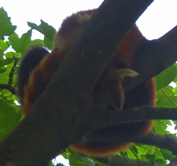 Red Panda
