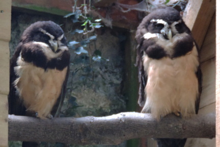 Owls