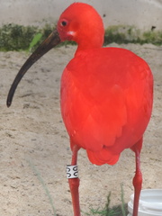 Pink bird
