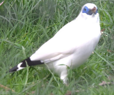 White bird