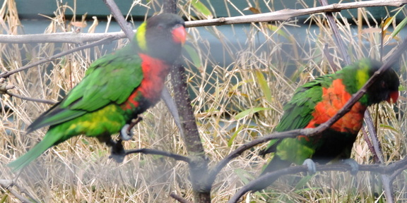Lorikeets