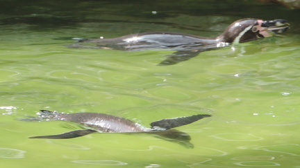 Penguins