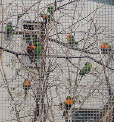 Lorikeets