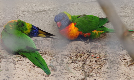 Lorikeets