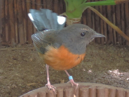 Small bird