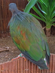 Pigeon