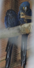 Blue Parrots