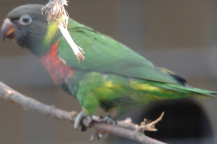 Lorikeet