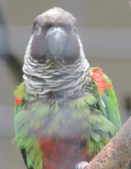 Parrot