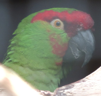 Parrot