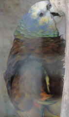 Parrot