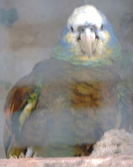 Parrot