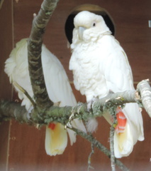 White Parrots