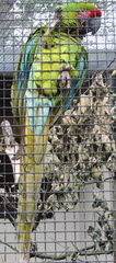 Parrot