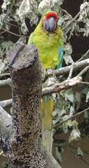 Parrot