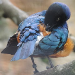 Blue bird