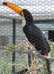Toucan