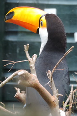 Toucan