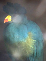 Blue bird