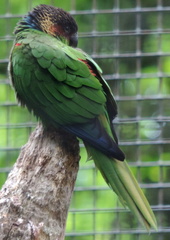Green Parrot