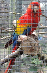 Macaw