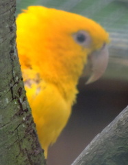 Yellow Parrot